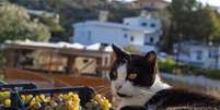 Gato Foto: Divulga&ccedil;&atilde;o/Syros Cats / Xataka