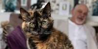 Gata de 31 anos pode entrar para o Guinness: rotina com camar&atilde;o, salm&atilde;o e &aacute;gua mineral chama aten&ccedil;&atilde;o Foto: Reprodu&ccedil;&atilde;o/X/LorenzoTheCat &middot;