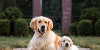 A adapta&ccedil;&atilde;o entre um filhote e um cachorro mais velho exige alguns cuidados Foto: Nikaletto | Shutterstock / Portal EdiCase