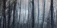 A floresta queimada nas proximidades de Le Porge, nos arredores de Bordeaux, em 3 de agosto de 2026.  Foto: REUTERS - Yves Herman / RFI