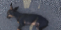 Filho denuncia o pr&oacute;prio pai contra maus-tratos a cachorro e leva o animal morto at&eacute; a Pol&iacute;cia  Foto: Reprodu&ccedil;&atilde;o 