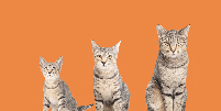 Saber em que fase da vida o animal está é o que orienta os cuidados com a saúde Foto: sophiecat | Shutterstock / Portal EdiCase