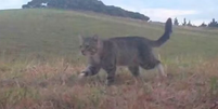 O gato Nine Lives que foi capturado na Nova Zel&acirc;ndia  Foto: Reprodu&ccedil;&atilde;o