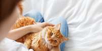 Ter um gato em casa pode trazer companhia, momentos de descontra&ccedil;&atilde;o e uma nova rotina de cuidados Foto: Shutterstock / Alto Astral