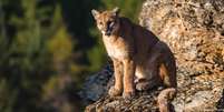 Centenas de pumas são abatidos anualmente nos EUA por conflitos com criadores de gado  Foto: DW / Deutsche Welle