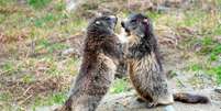 Marmotas brincam em montanha nos Alpes Foto: ANSA / Ansa - Brasil