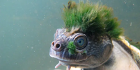 A Austrália tem algumas das espécies mais raras do mundo, como a tartaruga-do-rio-Mary, vista na fotografia, mas está perdendo esses animais em ritmo alarmante  Foto: Christopher van Wyk / BBC News Brasil