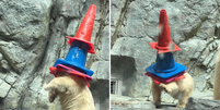 Filhote de urso-polar chamou aten&ccedil;&atilde;o dos visitantes de um aqu&aacute;rio no Jap&atilde;o ao brincar com cones de tr&acirc;nsito.  Foto: Reprodu&ccedil;&atilde;o/ Redes Sociais