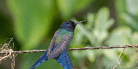 Encontradas em diferentes biomas, elas revelam a riqueza e a diversidade da fauna do país Foto: Luiz Fernando Matos | Shutterstock / Portal EdiCase