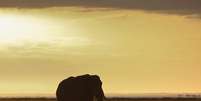 Suspeita é que elefantes do Parque de Amboseli tenham sido envenenados Foto: ANSA / Ansa - Brasil