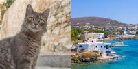 Projeto na ilha de Syros busca volunt&aacute;rios para ajudar em abrigo de felinos por pelo menos um m&ecirc;s  Foto: Shuttershock 