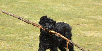 O porte robusto está entre as características mais marcantes do bouvier des Flandres Foto: Carol Hamilton | Shutterstock / Portal EdiCase