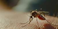 Doença é transmitida principalmente pela picada de mosquitos infectados  Foto: Freepik