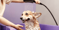 A frequência dos banhos deve acompanhar as necessidades de cada cachorro  Foto: AYO Production | Shutterstock / Portal EdiCase