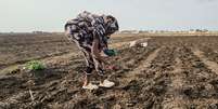 Planta&ccedil;&atilde;o em Gedaref, no Sud&atilde;o: El Ni&ntilde;o deve provocar estiagens em v&aacute;rias partes do mundo Foto: ANSA / Ansa - Brasil