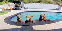 A Maddie e seus dois filhotes adoram passar o tempo na piscina de Brian Gordon e Ricardo Mart&iacute;nez Foto: @poolbearlife / BBC News Brasil