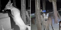 Lobo-guar&aacute; &eacute; flagrado comendo arroz de panela em ch&aacute;cara em Goi&aacute;s.   Foto: Reprodu&ccedil;&atilde;o/ TV Anhanguera 