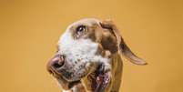 Se o cachorro lambe muito as patas, fique atento a estes sinais  Foto: Freepik
