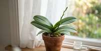 Depois de um ciclo intenso de flora&ccedil;&atilde;o, a Phalaenopsis entra em uma fase de repouso vegetativo onde prioriza o fortalecimento de suas ra&iacute;zes e folhas Foto: Imagem gerada por intelig&ecirc;ncia artificial / Catraca Livre