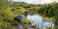 As ra&iacute;zes densas do mangue vermelho bloqueiam canais fluviais e destroem habitats essenciais para a fauna aqu&aacute;tica nativa. Foto: Imagem gerada por IA / Catraca Livre