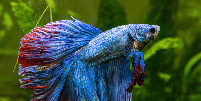Embora seja considerado resistente, o peixe betta precisa de condi&ccedil;&otilde;es adequadas de ambiente, temperatura e alimenta&ccedil;&atilde;o para viver com sa&uacute;de Foto: Artem Stepanov | Shutterstock / Portal EdiCase