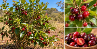 Pequena e parecida com uma cereja tradicional, a cereja-do-cerrado tem caracter&iacute;sticas pr&oacute;prias. Veja como &eacute; a fruta, qual seu sabor e onde ocorre.  Foto: Imagem gerada por intelig&ecirc;ncia artificial / Catraca Livre