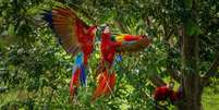 Duas araracangas, ou araras-vermelhas-pequenas, se bicando na floresta, com uma terceira observando do galho de uma &aacute;rvore  Foto: Getty Images / BBC News Brasil