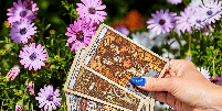 A primavera ser&aacute; um per&iacute;odo de renova&ccedil;&atilde;o, movimento e abertura para novos ciclos Foto: Goodwin Mallorca | Shutterstock / Portal EdiCase