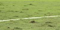 Gramado do Estádio Queensland Country Bank, em Townsville, onde Brasil e Austrália se enfrentam nesta sexta-feira, 25  Foto: Reprodução/GETV