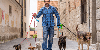 A fun&ccedil;&atilde;o de dog walker exige habilidades importantes para conduzir os c&atilde;es com seguran&ccedil;a nos passeios Foto: SB Arts Media | Shutterstock / Portal EdiCase