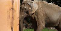 Um elefante resgatado que viveu 40 anos em um zool&oacute;gico Foto: Xataka