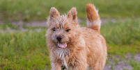 O norwich terrier tem pernas curtas, corpo compacto e &eacute; cheio de disposi&ccedil;&atilde;o Foto: zvery | Shutterstock / Portal EdiCase
