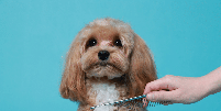 &Eacute; importante tomar cuidado ao tentar desfazer um n&oacute; na pelagem do cachorro Foto: New &Aacute;frica | Shutterstock / Portal EdiCase