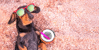 Em dias quentes, algumas bebidas ajudam a estimular a hidrata&ccedil;&atilde;o dos pets Foto: Masarik | Shutterstock / Portal EdiCase