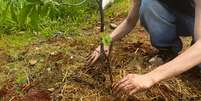 Mudas de &aacute;rvores frut&iacute;feras s&atilde;o plantadas em S&atilde;o Paulo; objetivo &eacute; contribuir com alternativas para enfrentar as mudan&ccedil;as clim&aacute;ticas  Foto: Divulga&ccedil;&atilde;o / Tide Set&uacute;bal