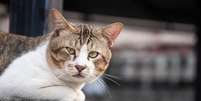 A partir de que idade o gato &eacute; considerado idoso? Foto: Canva Equipes/Visut Thepkunhanimit's Images / Bons Fluidos