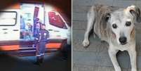 O final feliz de Savana: cadelinha idosa que entrou em ambul&acirc;ncia &eacute; localizada ap&oacute;s apelo na TV Foto: Reprodu&ccedil;&atilde;o / Bons Fluidos
