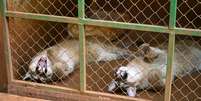 Filhotes de on&ccedil;a-parda descansam --e lembram quem &eacute; que manda no peda&ccedil;o-- no recinto em S&atilde;o Jos&eacute; do Rio Preto (SP); animais foram transferidos para Gar&ccedil;a (SP)  Foto: Marcos Morelli / Prefeitura de S&atilde;o Jos&eacute; do Rio Preto