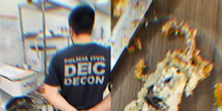 Rato morto foi encontrado dentro de bolo  Foto: Divulga&ccedil;&atilde;o/Pol&iacute;cia Civil RS