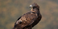 Encontrada em diferentes regi&otilde;es do Hemisf&eacute;rio Norte, a &aacute;guia-real possui asas largas, garras fortes e vis&atilde;o apurada, caracter&iacute;sticas que favorecem a ca&ccedil;a Foto: alberto clemares exposito | Shutterstock / Portal EdiCase