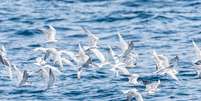 Tecnologia desenvolvida no Reino Unido combina boia giratória e pipa para afastar aves mergulhadoras das redes de pesca  Foto: LookAod/Canva / Bons Fluidos