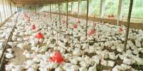 Suspens&atilde;o tamb&eacute;m inclui aves vivas e ovos f&eacute;rteis ap&oacute;s detec&ccedil;&atilde;o da doen&ccedil;a em uma granja comercial Foto: Waldemar Padovani/Estad&atilde;o / Estad&atilde;o