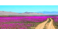 Desierto Florido Foto: Xataka