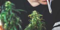 Uso combinado de cannabis e tabaco pode aumentar o risco de psicose Foto: LittleIvan/Evanto / Boa Sa&uacute;de