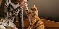 Pesquisa da Packaged Facts revela que gatos filhotes superam c&atilde;es nos lares dos EUA em 2026. Entenda os motivos por tr&aacute;s dessa mudan&ccedil;a hist&oacute;rica Foto: Canva Equipes/Vlada Karpovich de corelens / Bons Fluidos