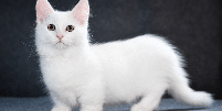 A aparência peculiar do munchkin é resultado de uma mutação genética natural Foto: MDavidova | Shutterstock / Portal EdiCase