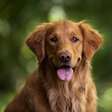 Conheça quais são as raças dos cachorros mais inteligentes