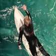 Após polêmica, Luciano Huck posta registros de surfe com os filhos