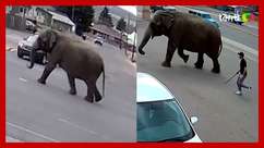 Elefante escapa de circo e 'passeia' por ruas em cidade ...