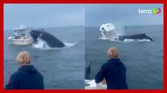 Baleia vira barco com duas pessoas após salto nos ...